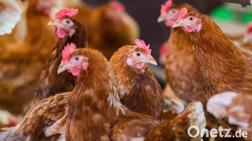 Legehennen in einer Hühnerfarm (Symbolbild) Bild: Julian Stratenschulte/dpa
