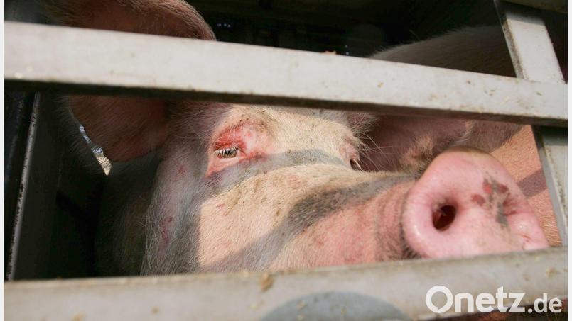 Wie viele Schweine verletzt oder gestorben sind, ist derzeit nicht bekannt. (Symbolbild) Bild: Peter Steffen/dpa