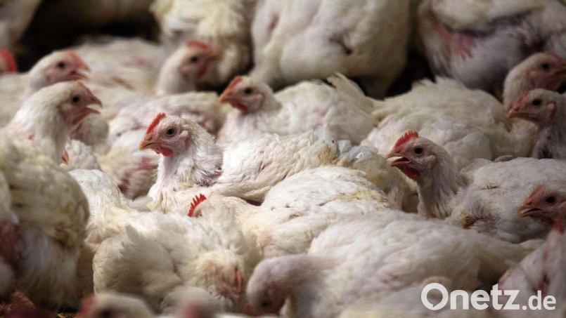 Im Landkreis Mühldorf am Inn droht 30.000 Masthähnchen der Tod. (Symbolbild) Bild: Jens Büttner/dpa-Zentralbild/dpa