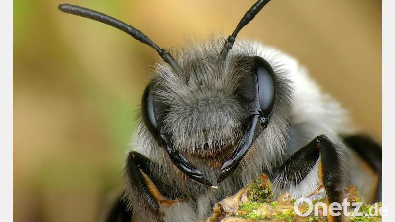 "Weidensandbiene Wilma – ein Leben hart am Limit" heißt der Film. Bild: Thomas Stock
