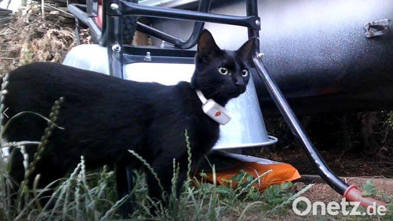 Kater "Arthas" ist ein neugieriges Kerlchen. Im August 2025 kletterte er im unterfränkischen Hösbach in einen bulgarischen Transporter. Seine Besitzerin vermutet, dass er in der Oberpfalz gelandet sein könnte. Bild: Dorothee Schohe