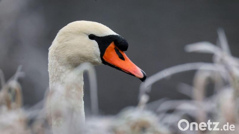 Der Schwan kam nach dem Unfall in Teublitz in eine Vogelschutzstation. Symbolbild: Thomas Warnack/dpa