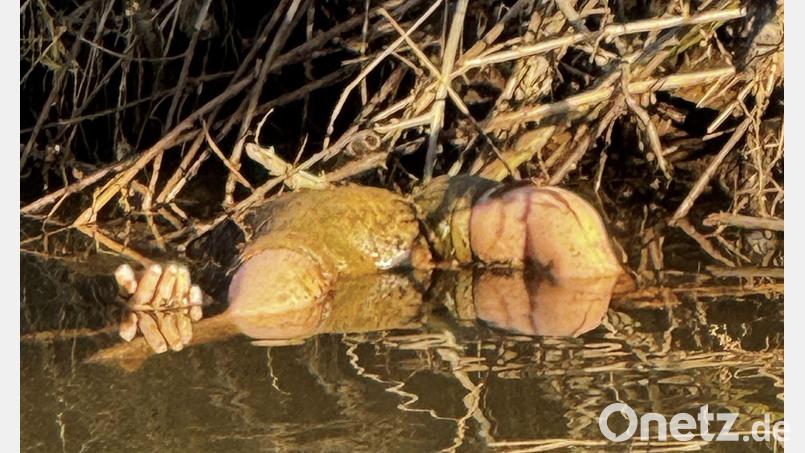 Glücklicherweise stellte sich der Fund schnelle als Spielzeugpuppe und nicht als Kinderleiche heraus. Bild: -/Polizei Südhessen/dpa