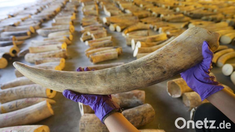 Der illegale Handel mit Elfenbein ist ein Riesengeschäft. (Archivbild) Bild: Then Chih Wey/XinHua/dpa
