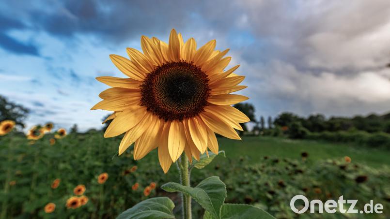 Sonne über der Oberpfalz – milde Märztage und leichter Dunst durch Saharastaub prägen das Wetter. Symbolbild: Markus Scholz/dpa