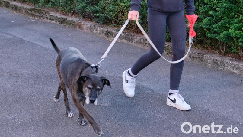30 Euro jährlich muss Frauchen in Kirchenthumbach als Hundesteuer zahlen. Auch die Stadt Eschenbach erhebt diese Basisabgabe – eine vergleichsweise moderate Summe. Bild: Robert Dotzauer