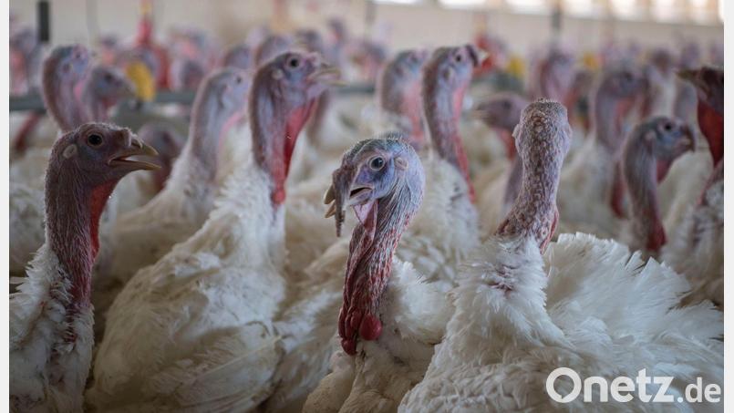 Puten im Stall eines Mastbetriebs. (Symbolbild) Bild: Philip Dulian/dpa