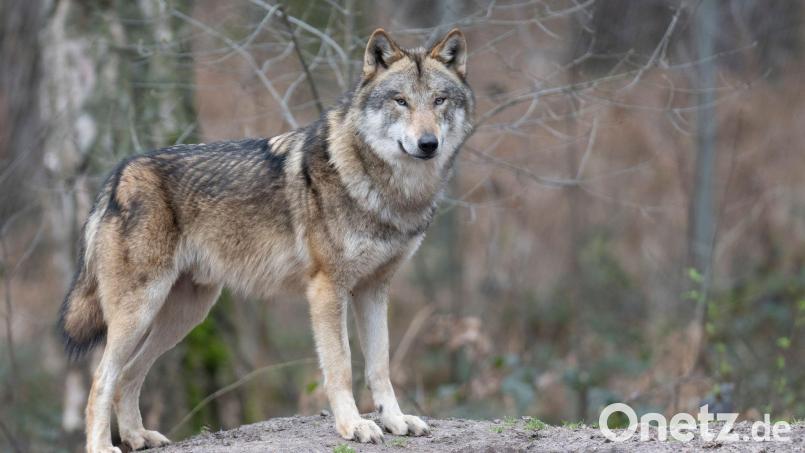 Die Zahl der Wölfe in Europa hat sich binnen zehn Jahren nahezu verdoppelt. (Symbolbild) Bild: Boris Roessler/dpa