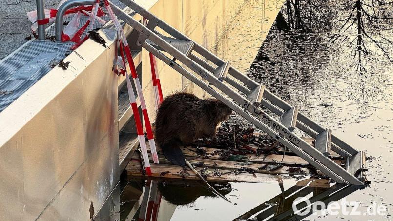 Weil der Biber nicht mehr aus dem halb gefüllten Schwimmbecken herauskam, baute ihm die Feuerwehr eine Rampe. Bild: -/Berufsfeuerwehr München/dpa