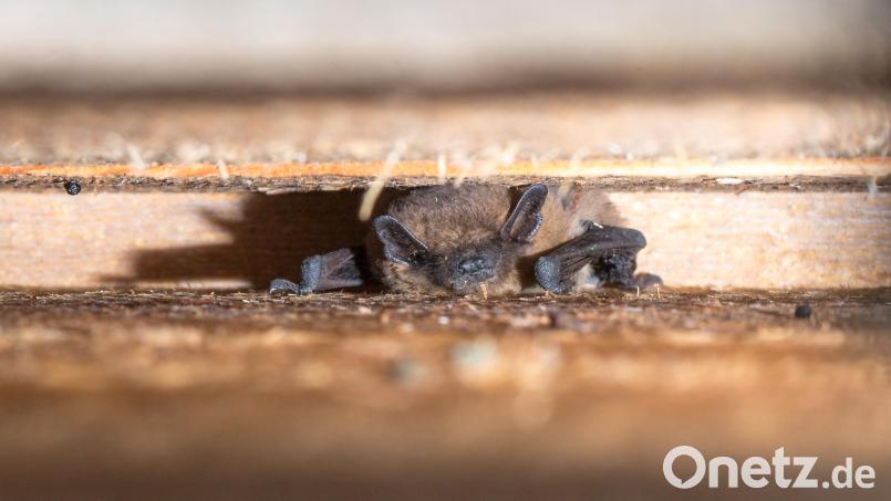 Fledermäuse verbringen den Tag in einem Spaltenkasten Bild: Martin Hertel