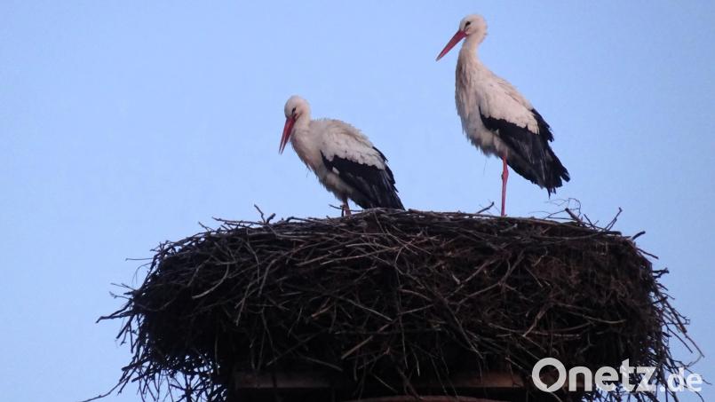 "Bernhard" und "Bianca" sind wieder nach Mehlmeisel zurückgekehrt. Bild: gis