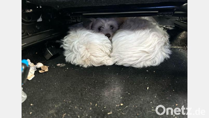 Rettung an der Grenze: Die sichergestellten Malteser-Welpen wurden nach der Kontrolle in die Obhut eines Tierheims übergeben. Bild: Grenzpolizeiinspektion Selb/dpa