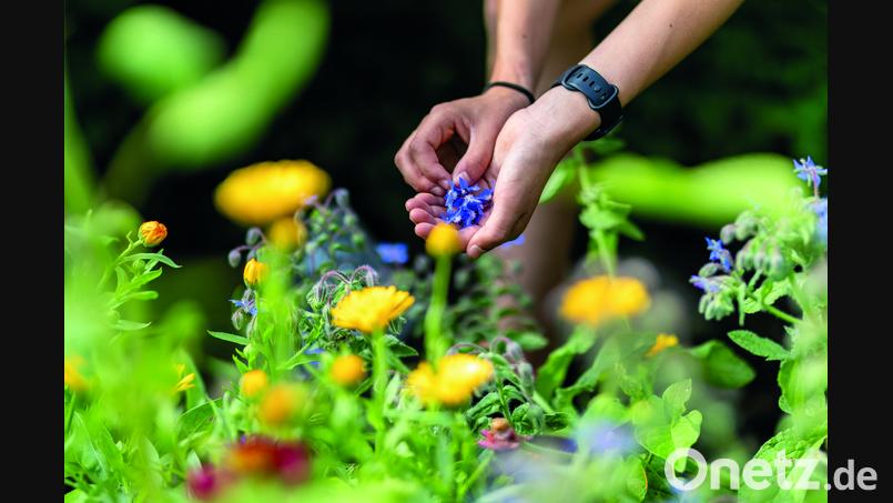 Mehr als ein Kräuterbuch ist die Neuerscheinung "Faszination Wildkräuter" aus dem Kloster Waldsassen. Bild: Tanja Schedl