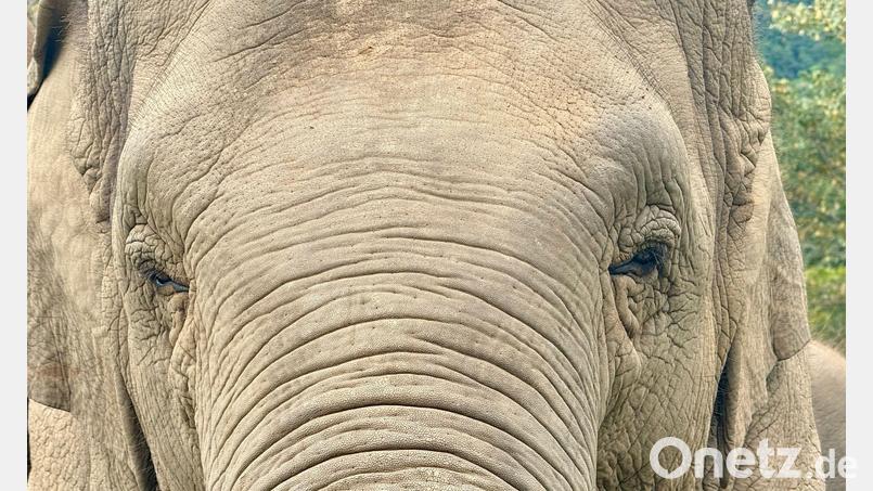 Anwohner vermuten, der Elefant könnte „einen Geschmack für menschliche Nahrung entwickelt“ haben. (Archivbild) Bild: Carola Frentzen/dpa