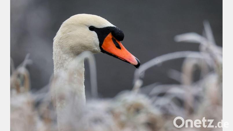 In Weißdorf wurde ein Schwan mutmaßlich mit einer Steinschleuder beschossen und verletzt. Ein Tierarzt musste das Projektil entfernen. (Symbolbild) Bild: Thomas Warnack/dpa