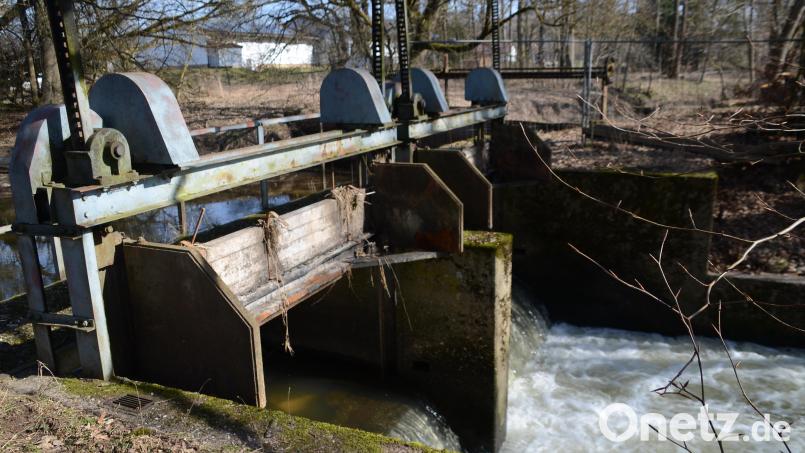 Bei geöffnetem Wehr bei Mühlhof fließt das Wasser der Haidenaab rasch ab. Es gibt keinen Rückstau, sodass nur noch geringe Mengen in den Erlgraben abfließen, der später wieder verrohrt in die Haidenaab mündet. Bild: ak