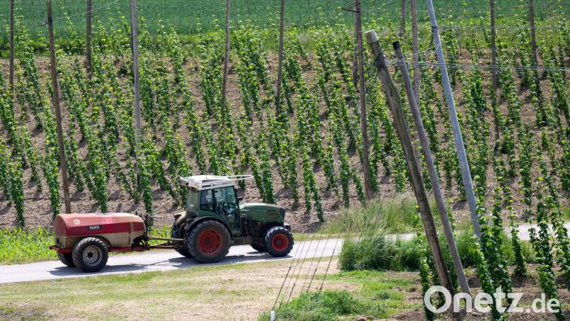 Auf Hopfenfeldern werden für die Pflanzen sogenannte Aufleitdrähte gespannt. (Symbolbild) Bild: Sven Hoppe/dpa