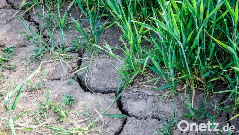 Die Landwirtschaft in Europa kämpft mit den Folgen des Klimawandels. Bild: Sina Schuldt/dpa