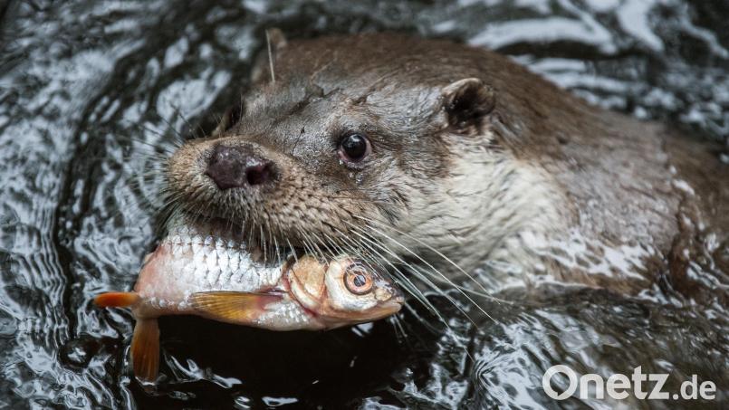 Der Fischotter ist momentan das größte Ärgernis für die Teichwirte. Sie fordern eine "kontrollierte Hege" des Tieres. Welche Auswirkungen eingezäunte Teiche auf die Artenvielfalt in der Natur haben, untersucht derzeit die Landesanstalt für Landwirtschaft in einem Monitoring an mehreren Standorten. Symbolbild: Silas Stein/dpa