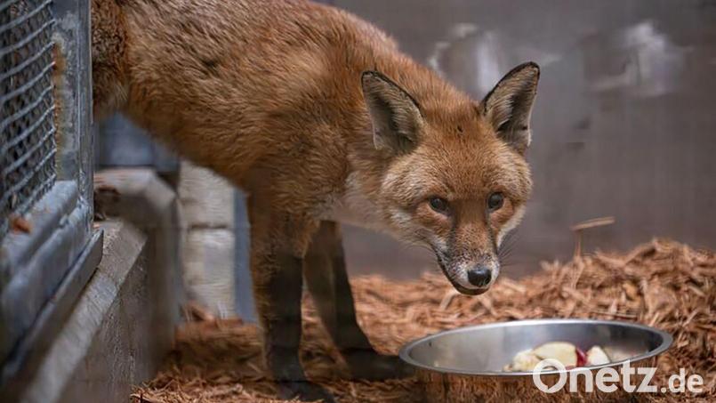 Der Fuchs lebt nun erstmal im Bronx Zoo. Bild: Uncredited/Bronx Zoo via AP/dpa