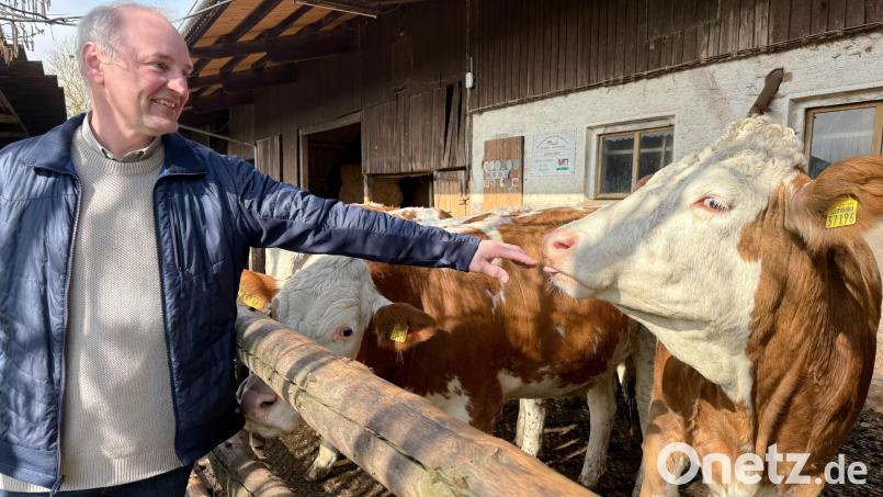Georg Bocka mit den Kalbinnen, die er auf seinem Hof aufzieht. Die Tiere sind für den Landwirt nicht nur Arbeit, sondern auch Hobby. Bild: Gabi Schönberger