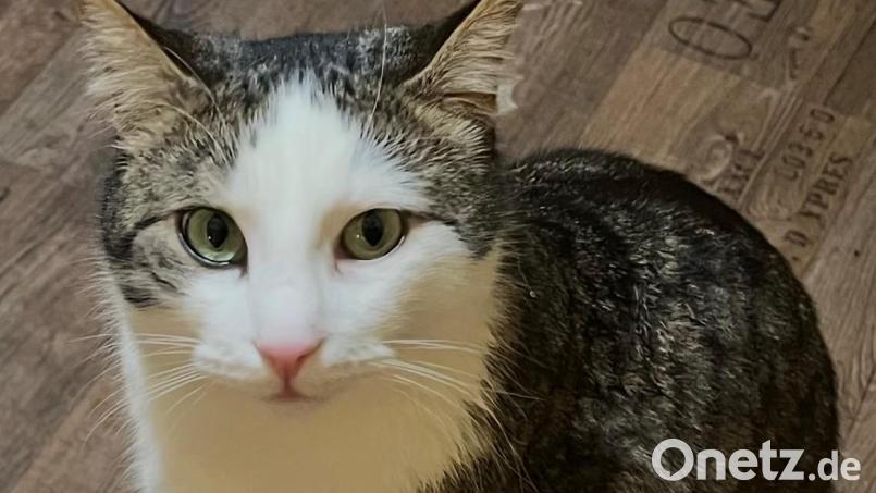 Kater Teno ist seit dem 23. Februar verschwunden. Es ist bereits die dritte Katze von Monika Hager, von der jede Spur fehlt. Bild: Monika Hager