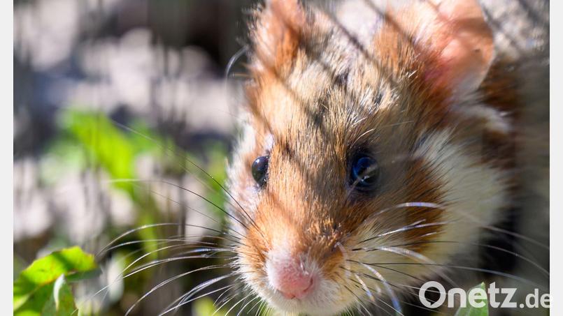 In Shenzhen sollen Hamster in einem Spielautomaten feilgeboten worden sein. (Archivbild) Bild: Hendrik Schmidt/dpa