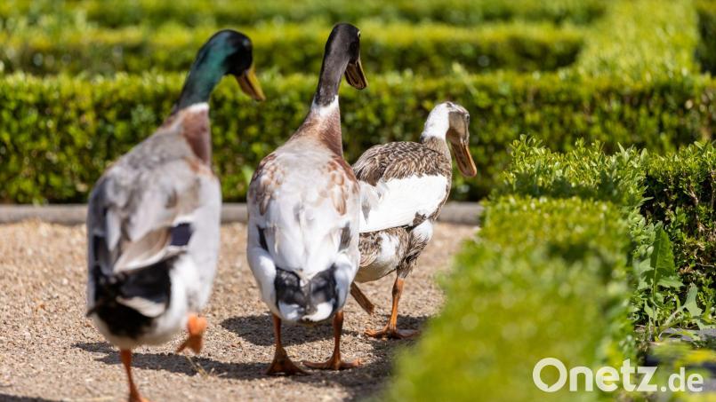 Die Polizei sucht nach dem Besitzer der Tiere. (Symbolbild) Bild: Daniel Karmann/dpa