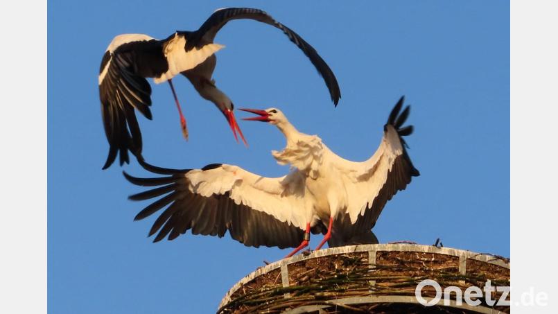 "Leonie" will erobert sein und faucht "Leo" an. Doch nicht lange, dann sind sie ein Paar. Bild: Diana Motz