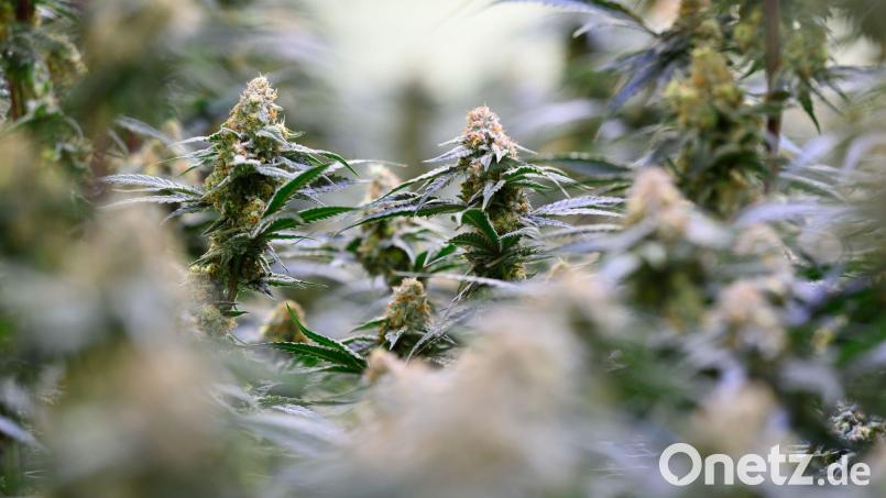 Die Bundesregierung will dem Missbrauch von medizinischem Cannabis entgegenwirken. Bild: Hendrik Schmidt/dpa