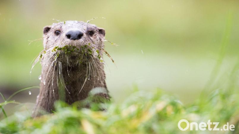 Gute Nachrichten für Bayerns Fischotter - bis auf Weiteres ist die gesetzliche Grundlage zur Tötung der streng geschützten Tiere im Freistaat vom VGH außer Vollzug gesetzt worden. (Illustration) Bild: Lino Mirgeler/dpa