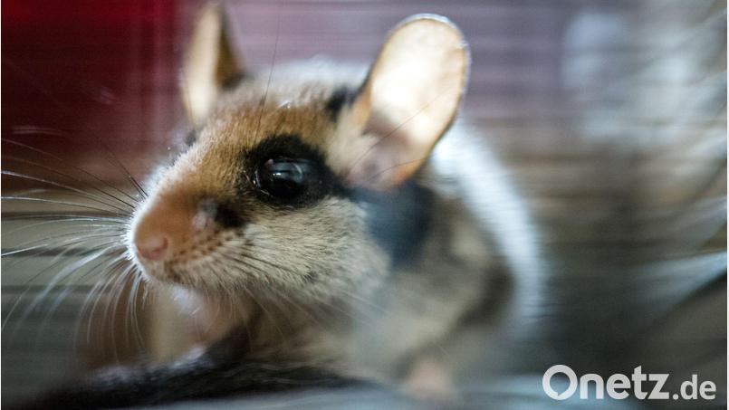 2023 wurde der Gartenschläfer von den Spenderinnen und Spendern der Deutschen Wildtierstiftung zum Tier des Jahres gewählt. (Archivbild) Bild: Alexander Heinl/dpa/dpa-tmn