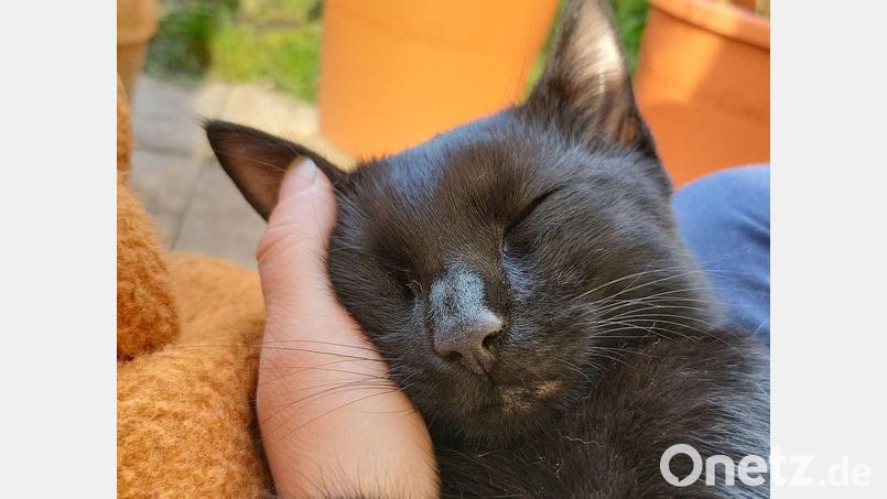 "Arthas" liebt es zu kuscheln. Bild: Dorothee Schohe