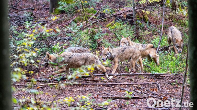 Der leichtere Abschuss von Wölfen in Bayern war vor allem Jagdminister Hubert Aiwanger ein großes Anliegen. (Symbolfoto) Bild: Armin Weigel/dpa
