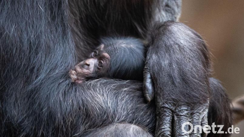 Ein Schimpansenbaby wie dieses wurde auch im Tierpark Hellabrunn geboren. Symbolbild: Friso Gentsch/dpa
