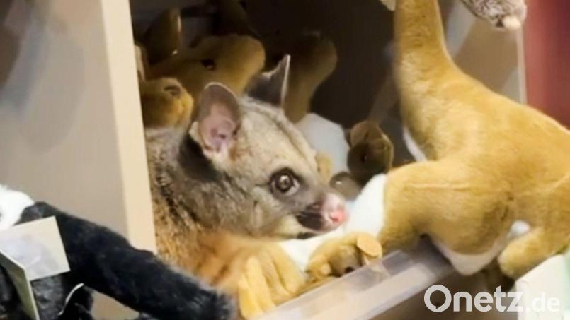 Zwischen kuscheligen Kängurus blickte plötzlich ein tierischer Gast einem Kunden entgegen. Bild: Melissa Oddie/Melissa Oddie/AP/dpa