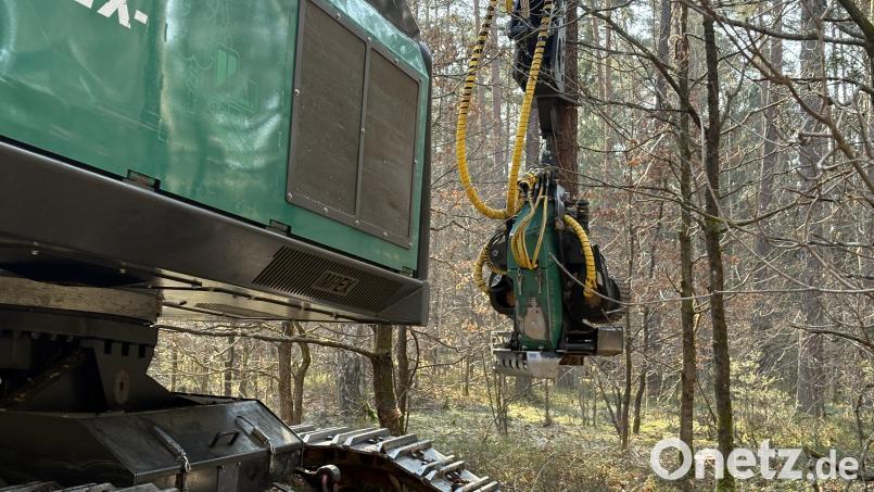 Der Harvester packt den Baum unten, sägt ihn ab und hebt ihn senkrecht aus dem Bestand auf die Rückegasse. Bild: ge