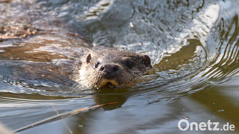 Kleines Tier - große Aufregung: Fischotter sorgen für Streit. Bild: Bernd Weißbrod/dpa