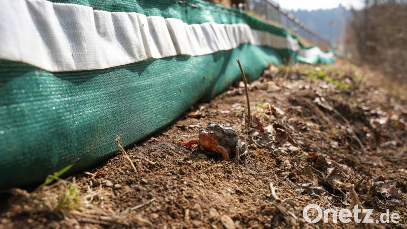 Eine Kontrollle der Amphibienzäune entlang der Kreisstraße AM 1 zwischen Fuchsstein und Speckmannshof hat Folgen. Die Polizei ermittelt wegen eines möglichen Verstoßes gegen das Bundesnaturschutzgesetz. Archivbild: Theresa Bruischütz
