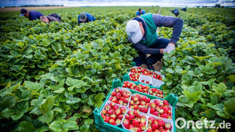 Agrarminister ohne Beschluss zum Mindestlohn. (Symbolbild) Bild: Jens Büttner/dpa-Zentralbild/dpa