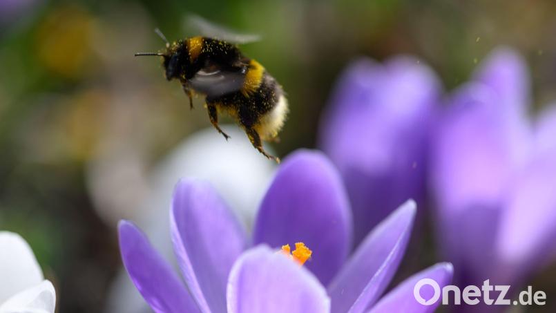 Bei der Hummel-Challenge kann jeder mitmachen (Foto Archiv). Bild: Hendrik Schmidt/dpa