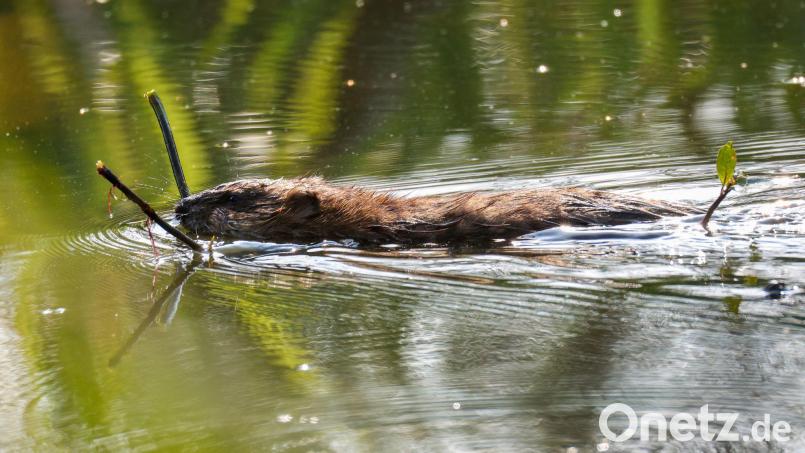 Nach Einschätzung der Beamten wurden die beiden Biber im Laufe der vergangenen Woche getötet. (Symbolbild) Bild: Thomas Warnack/dpa