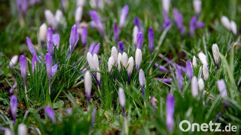 Tagsüber gibt es Regen und Sonne, nachts bleibt es im Freistaat frostig. (Symbolbild) Bild: Hauke-Christian Dittrich/dpa
