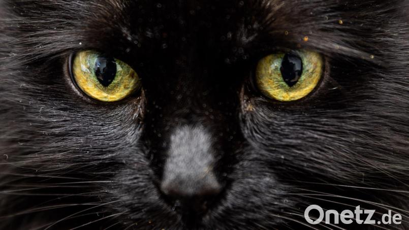 Einer Katze in Florida stand nach dem Verzehr von 26 Haargummis die Einschläferung bevor. (Symbolbild) Bild: Christoph Soeder/dpa/dpa-tmn