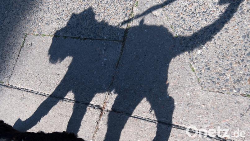 Ein freilaufender Hund auf der A 3 bei Neutraubling ist wieder bei seinem Besitzer. Symbolbild: Ralf Hirschberger/dpa