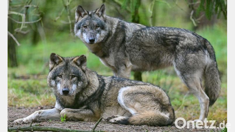 Wölfe - anfangs freuten sich viele Menschen in Deutschland über die Rückkehr der Tiere - inzwischen sind sie zu einem Politikum geworden. Mit der wachsenden Zahl von Wölfen ist auch eine wachsende Zahl an illegalen Tötungen zu verzeichnen. (Illustration) Bild: Patrick Pleul/dpa