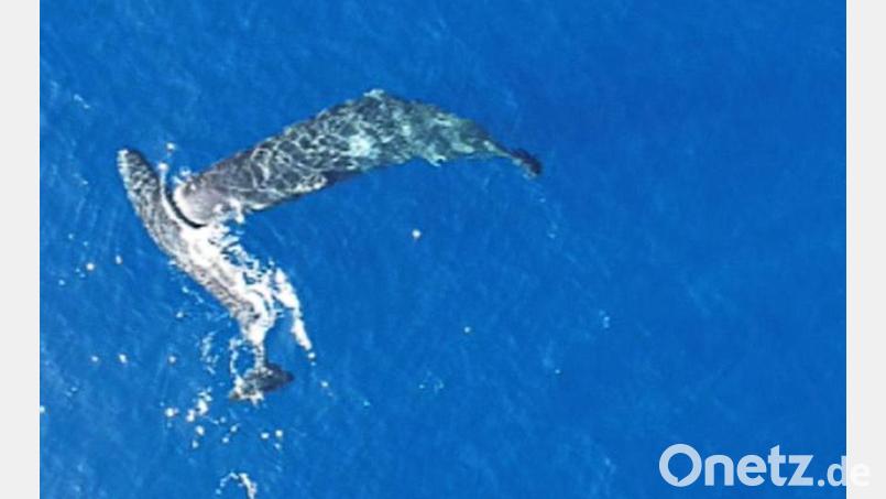 Ein junger Pottwal rammt einen anderen seitlich mit dem Kopf. Bild: -/Association Tursiops/dpa