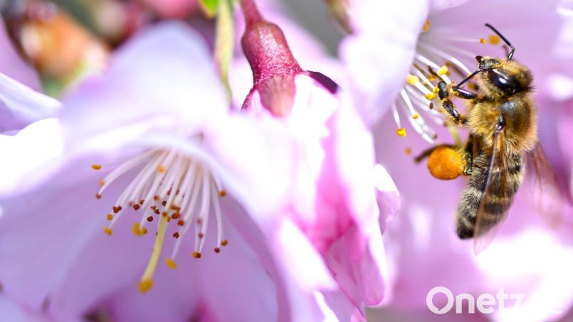 Mancherorts blüht es schon - aber der Winter ist noch nicht ganz vorbei. Bild: Sven Hoppe/dpa