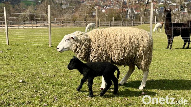 Spaziergang mit Mama auf der Weide: Auf der Schmie-Alm in Freudenberg wurde heuer ein komplett schwarzes Schaf geboren. Bild: Martina Schißlbauer
