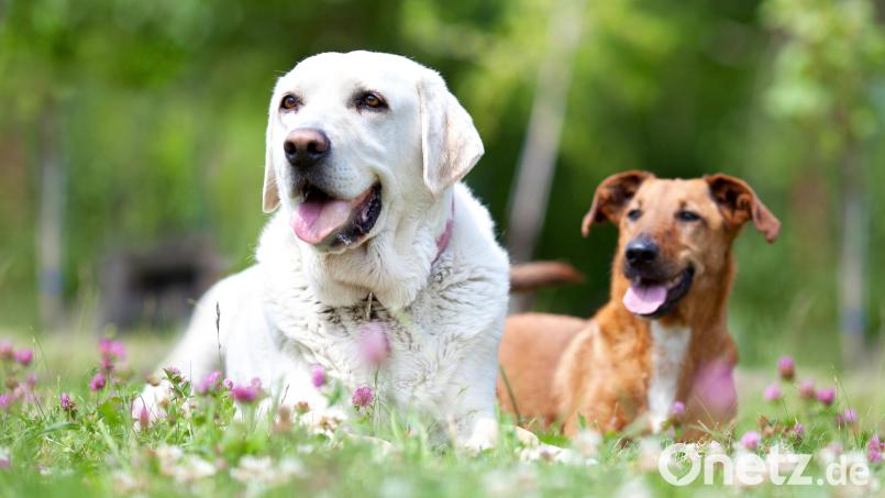 Wer sich einen Hund anschaffen will, sollte sich für eine Rasse entscheiden, die zum eigenen Leben passt. Beim Welpenkauf sollten auch nicht nur optische Aspekte eine Rolle spielen. Symbolbild: Jenny Strurm – stock.adobe.com